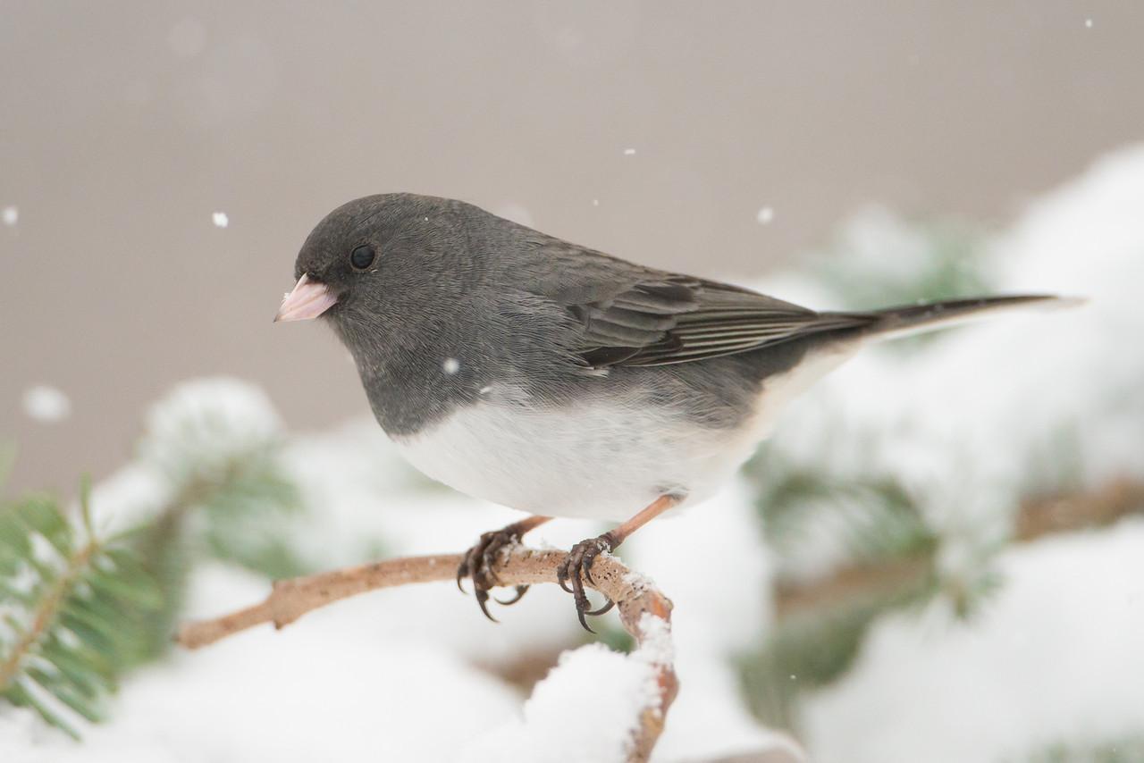 Dark-eyed Junco