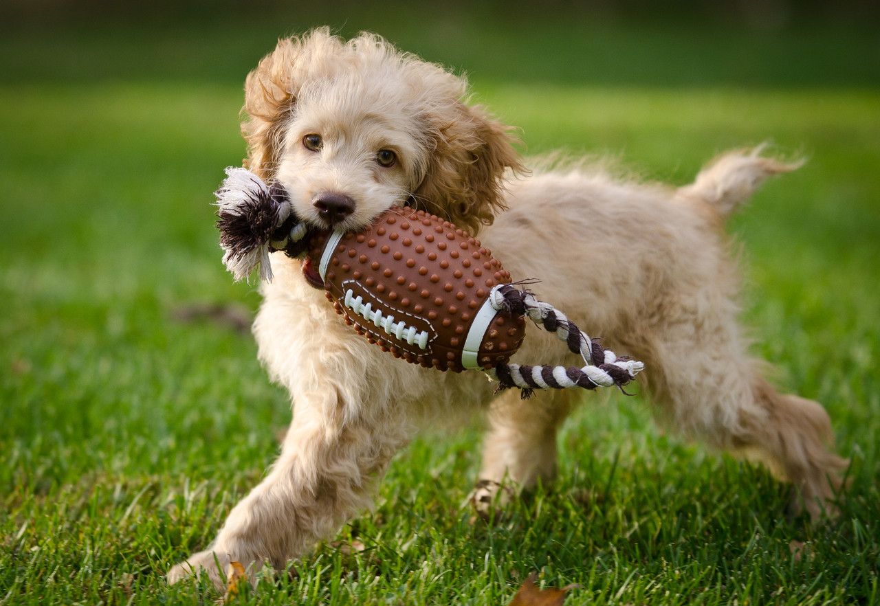 Fuzzy Puppy Toy Poodle