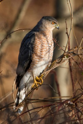 Cooper's Hawk