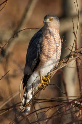 Coopers Hawk