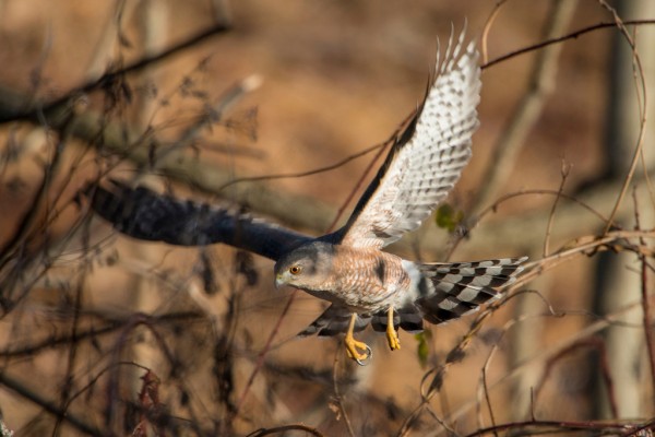 Cooper's Hawk