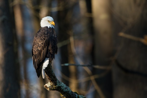 Bald Eagle Perched on Branch