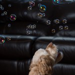 Dog Bubbles