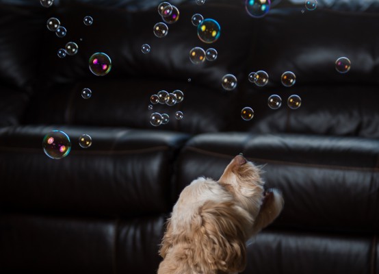 Dog Bubbles