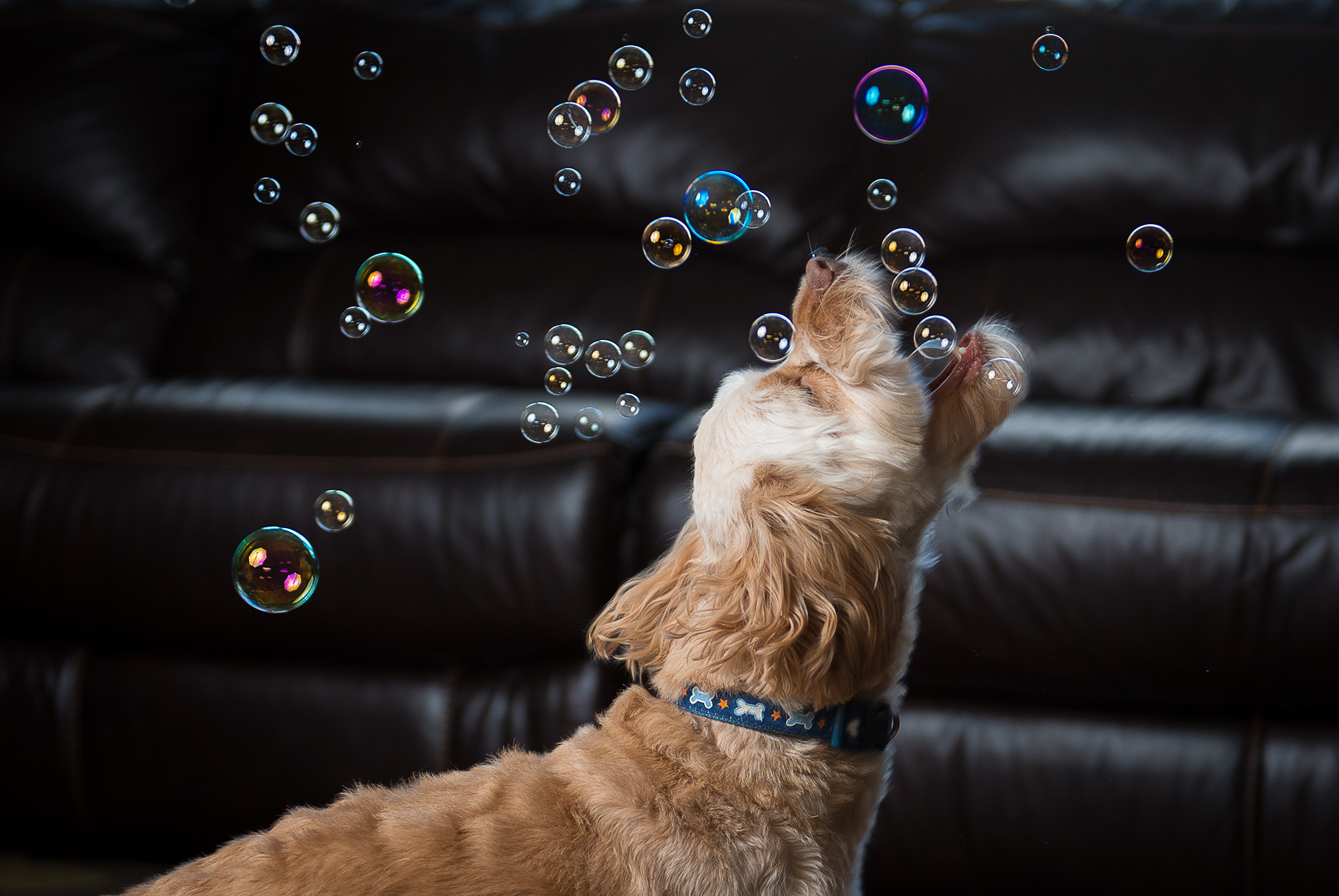 Dog Bubbles