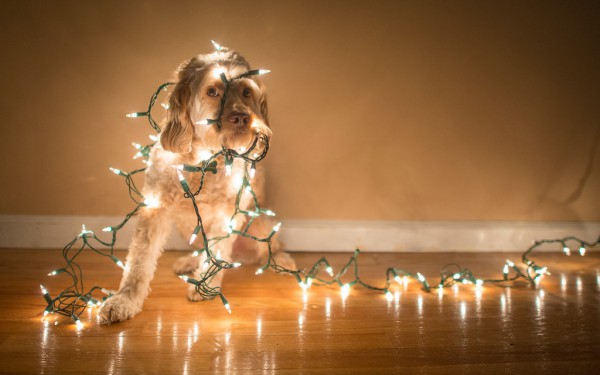 Dog in Christmas Lights