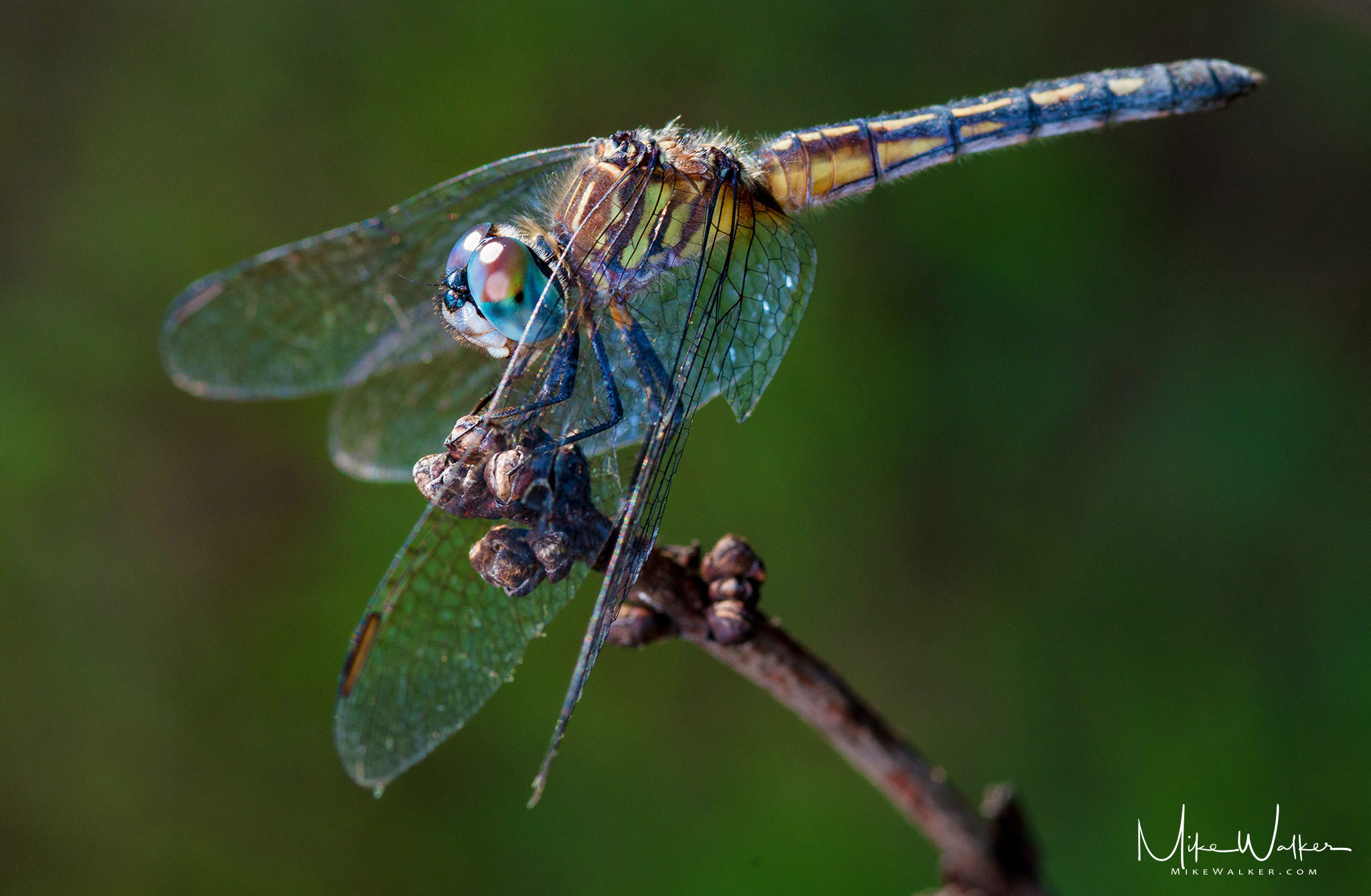 Backyard Dragonfly